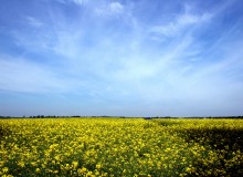 WPEstateMourgueFile82